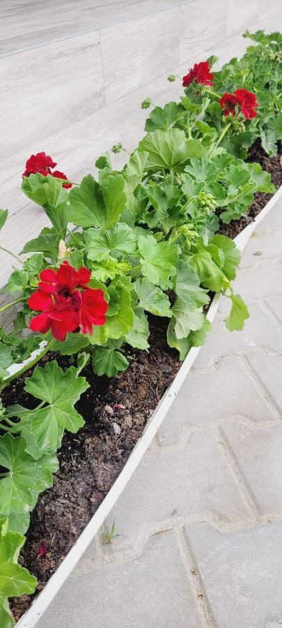 Casa Domneasca Hotel Giurgiu Luaran gambar